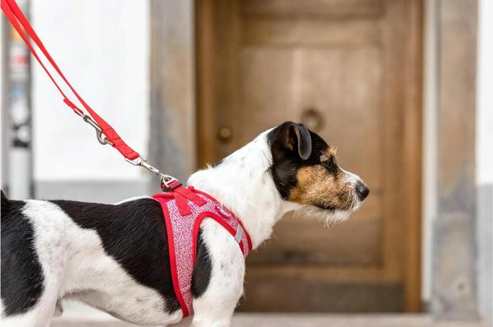 Immagine prodotto Curli Stoviglie Merino (XS, Cane, Generale)