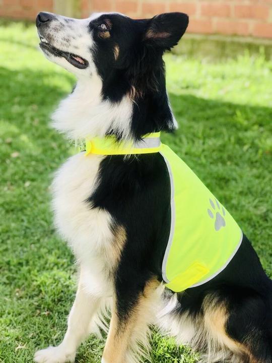 Image du produit Korntex Gilet de sécurité pour chiens (M)