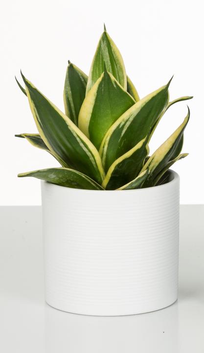 Produktbild Scheurich Blumentopf (40 cm)
