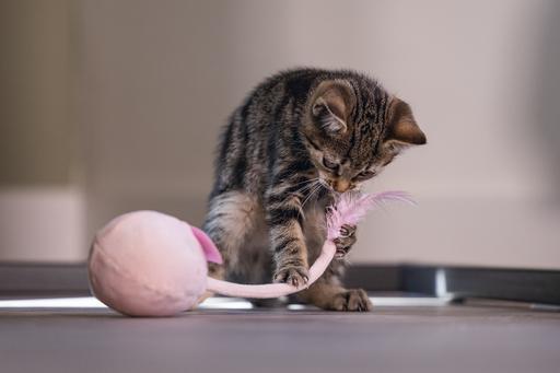 Immagine prodotto Beeztees Wobbler Loena (Catmint giocattolo)
