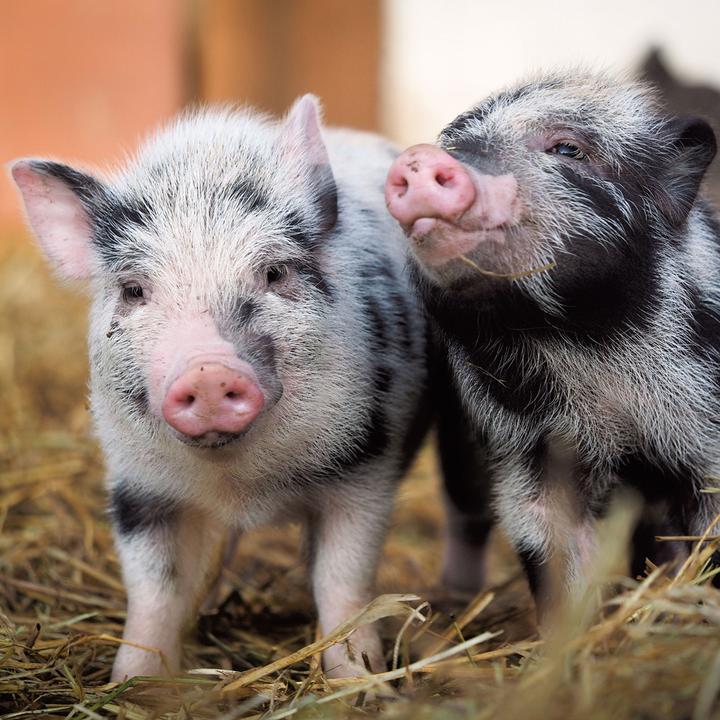 Immagine prodotto Piggies/Piglets 2024 (Copertina rigida, Spagnolo, Francese, Ceco, Italiano, Olandese, Polacco, Tedesco, Inglese)