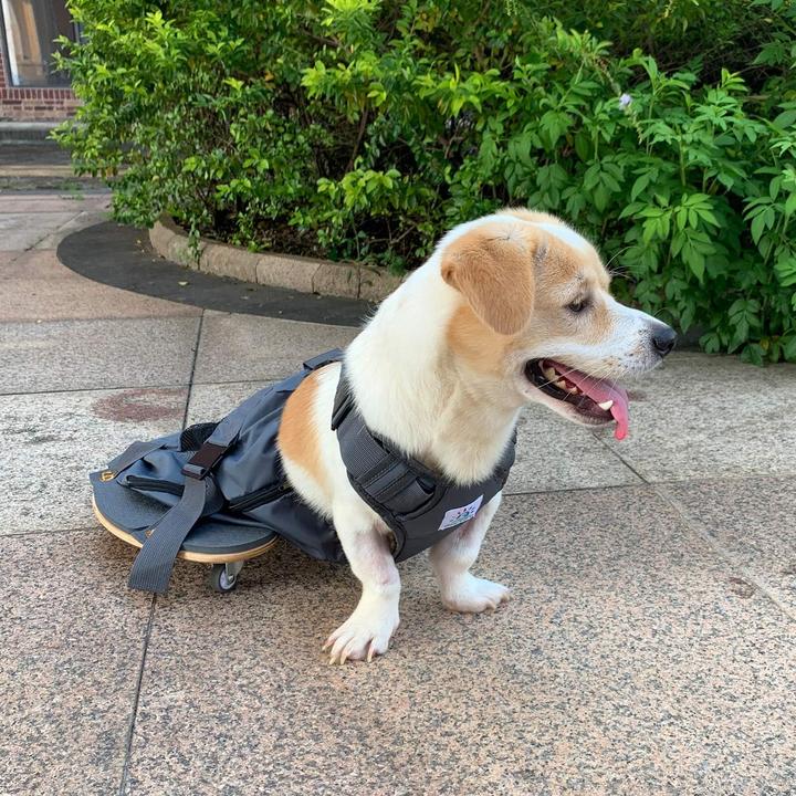 Immagine prodotto DerYEP Scooter per cani XXS (XXS, Cane, Generale)