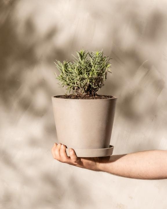 Produktbild feey Lavendel (15 cm, Tierfreundlich)