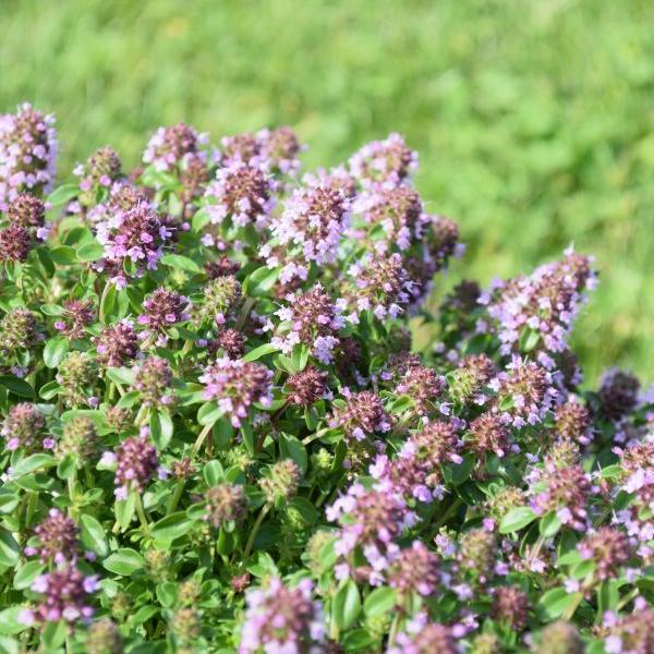 Actual product image Säntispracht Set of 6, The ground-covering medicinal field thyme - Thymus pulegioides (25 cm)