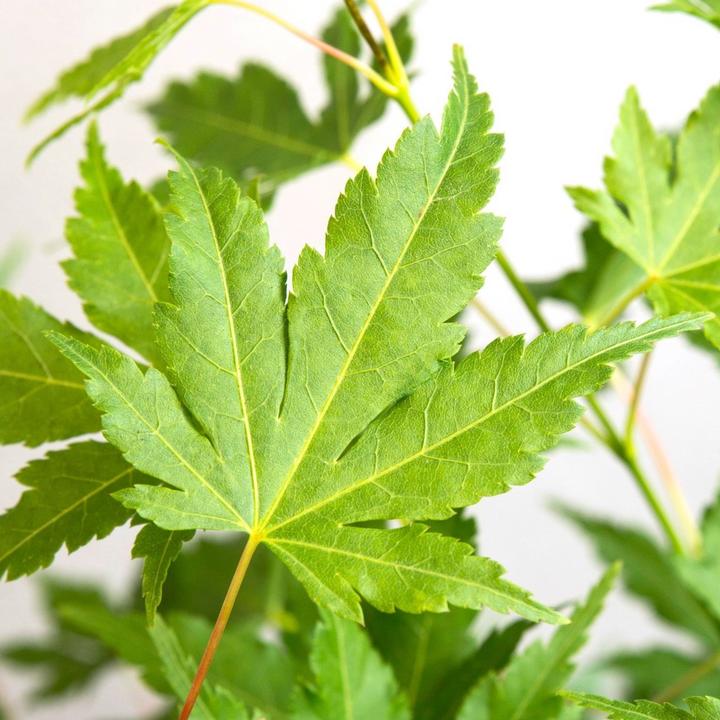Immagine prodotto Plant in a Box Acer palmatum 'Going Green' - Japanischer Ahorn (35 cm)
