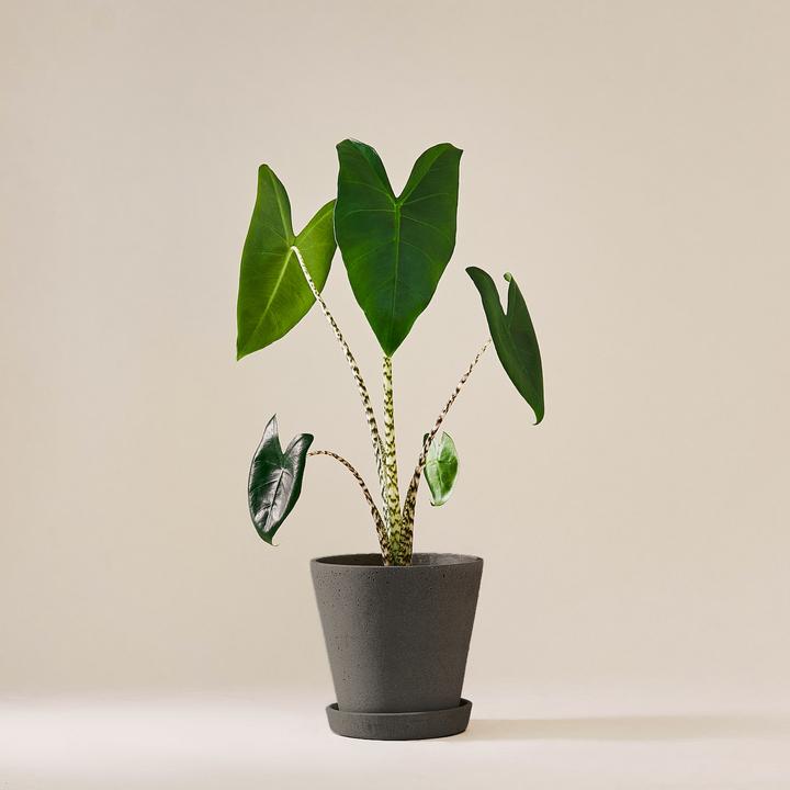 Mary and Plants Alocasia Zebrina mit HAY Topf in Schwarz (55 cm)