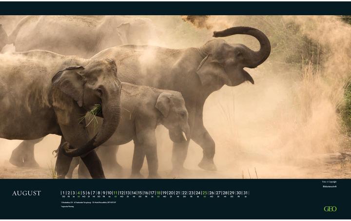 Produktbild Neumann GEO - Bedrohte Tierwelt 2025 Wandkalender, 58x36cm, Posterkalender mit Abbildungen gefährderter (58 x 36 cm, Deutsch)