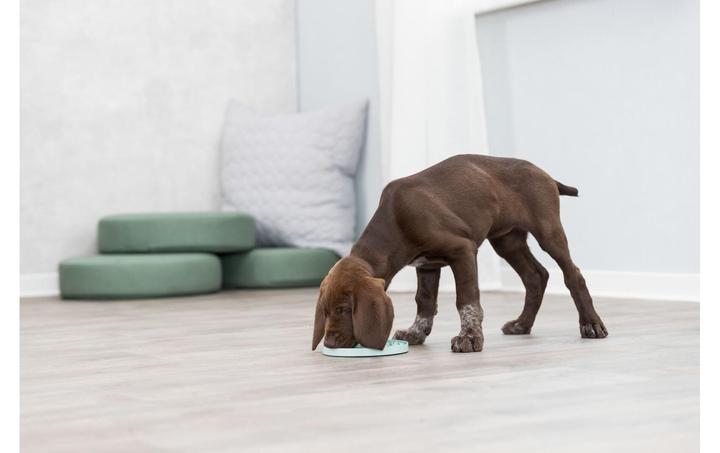Actual product image Trixie Junior Licking Plate, Ø 21 cm, Mint (Dog activity toy)