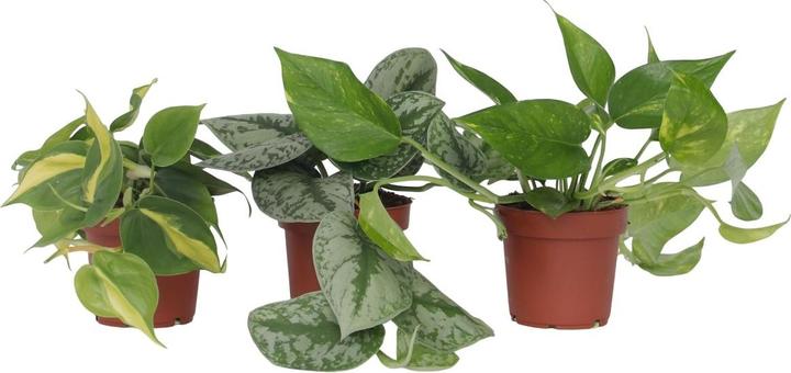Produktbild Plant in a Box Philodendron Scandens Brasil, Epipremnum Trebi, Epipremnum Aureum - 3er-Set Efeutute (25 cm)