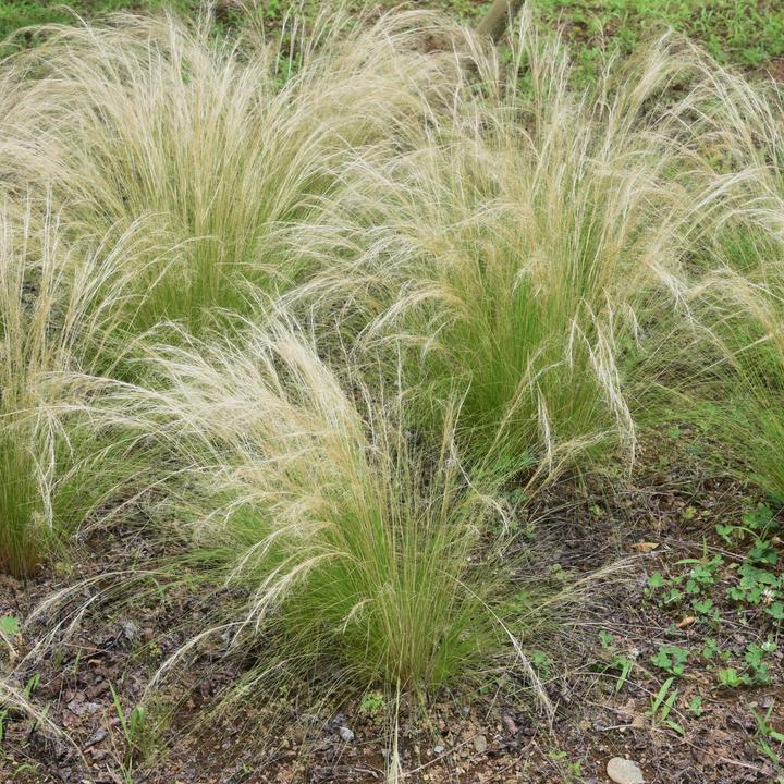 Image du produit Plant in a Box Stipa tenuifolia 'Pony Tails' - Set de 3 plumeaux décoratifs (20 cm)