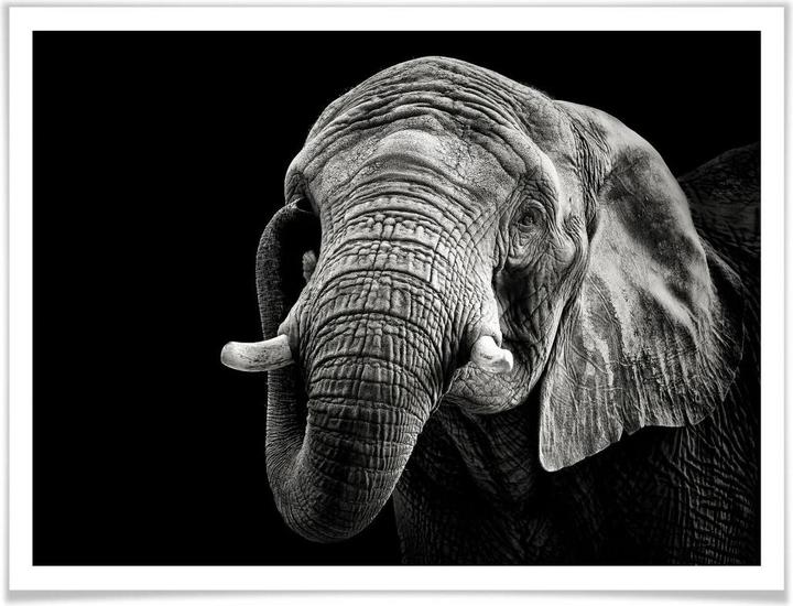 Image du produit Trenddeko L'éléphant (50 x 40 cm)