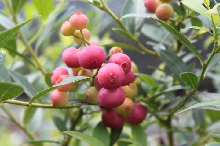 Image du produit Lubera Duo de myrtilles Buddy Blue Pink Lemonade