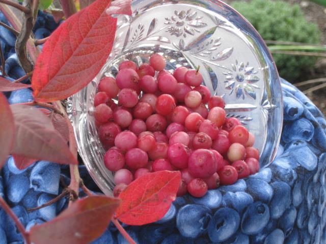 Image du produit Lubera Duo de myrtilles Buddy Blue Pink Lemonade