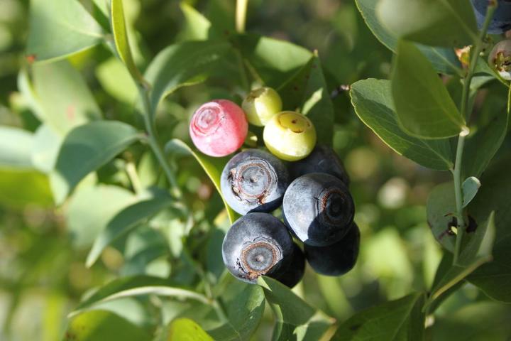 Image du produit Lubera Duo de myrtilles Buddy Blue Pink Lemonade