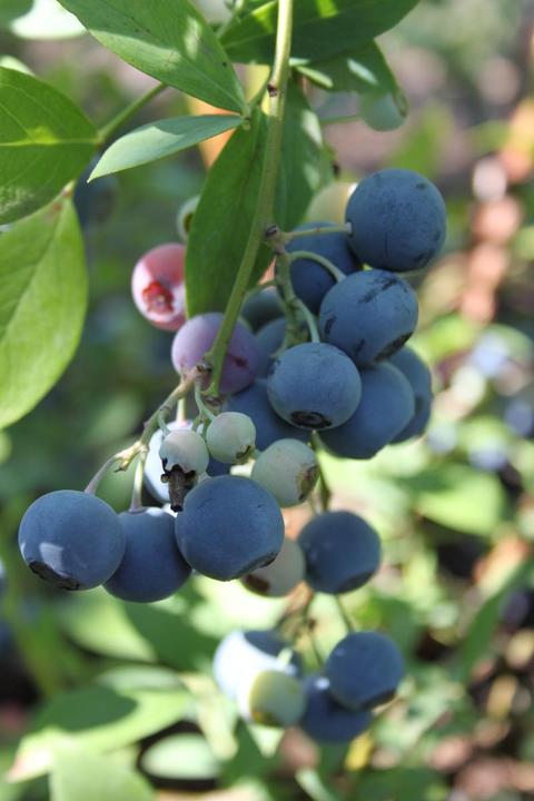 Image du produit Lubera Duo de myrtilles Buddy Blue Pink Lemonade