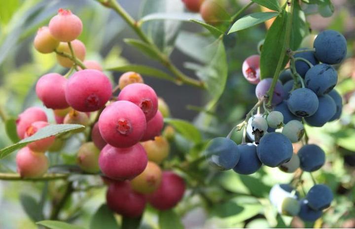 Image du produit Lubera Duo de myrtilles Buddy Blue Pink Lemonade