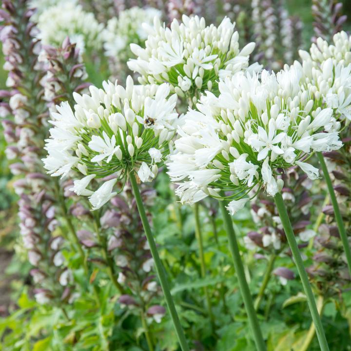 Image du produit Plant in a Box Agapanthe - mélange de 6 plantes (10 cm)