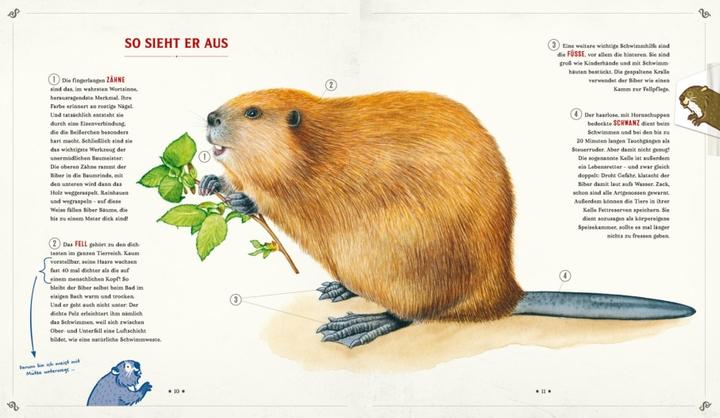 Actual product image Die Schule der magischen Tiere: Mister Morrisons gesammeltes Tierwissen (German, Martin Verg, Margit Auer, 2022)