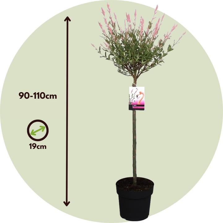 Actual product image Plant in a Box Salix integra 'Flamingo' - Zierweide (90 cm)