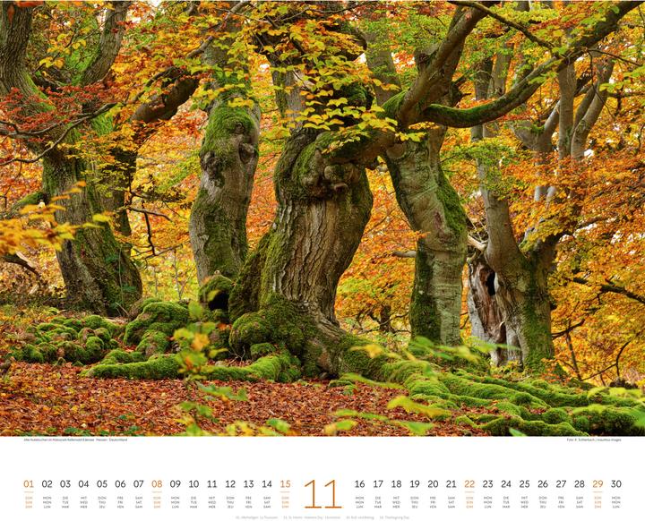 Actual product image Wald Kalender 2026 (54 x 48 cm, Hardcover, German, French, English)