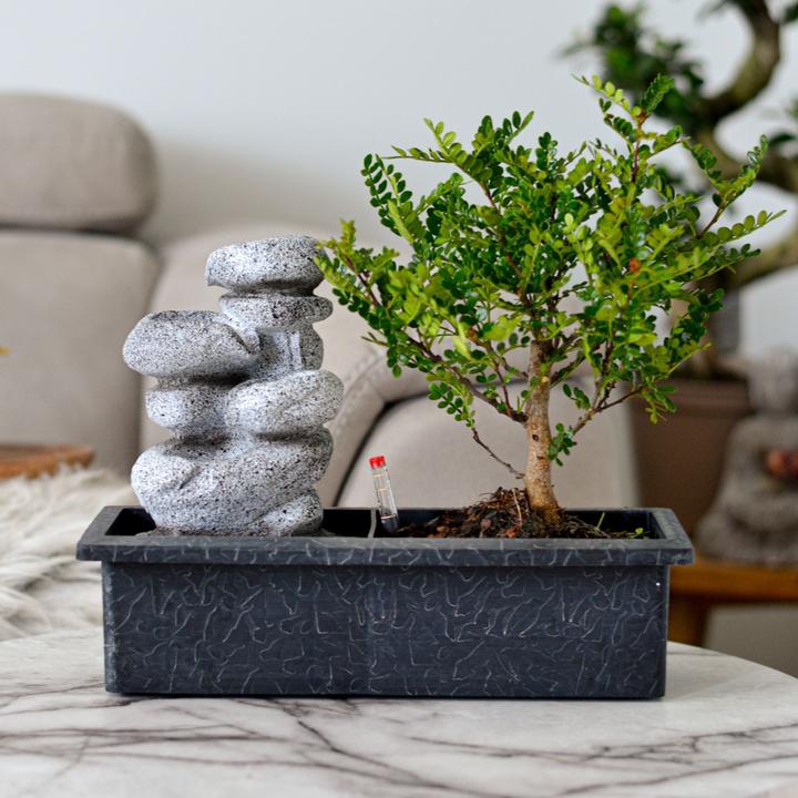 Actual product image Plant in a Box Bonsai Ligustrum, Carmona, Ficus Retusa, Syzygium, Sageretia - Bonsai Water System Stones (25 cm)