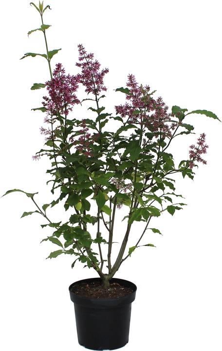 Immagine prodotto Zulauf Kanadischer Flieder / Syringa (PRE) 'Redwine' (70 cm)