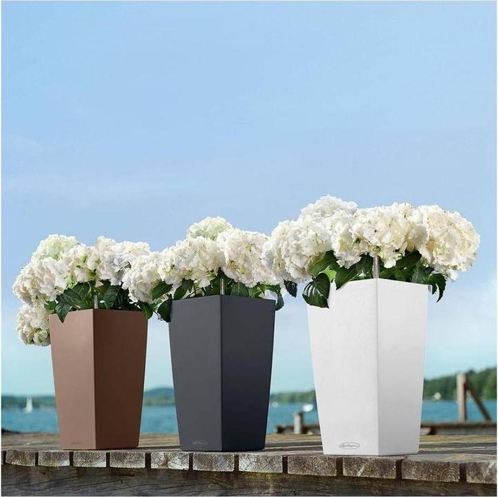 Immagine prodotto Lechuza Colore Classico (27.50 cm)