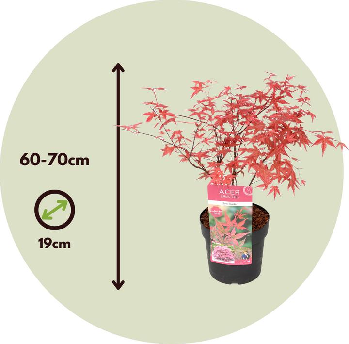 Produktbild Plant in a Box Acer palmatum 'Beni Maiko' - 2er Set Ahornbäume (60 cm)