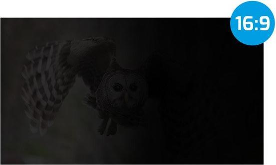 Actual product image Genesis Filtr Natec OWL 27" prywatyzujący (NFP-2118) (27", 16 : 9)