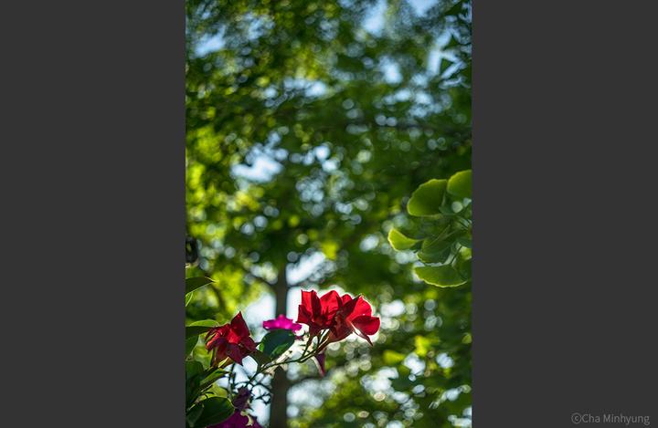 Image du produit Samyang AF 35mm F/2.8 FE, Sony E-Mount (Sony E, Plein format)