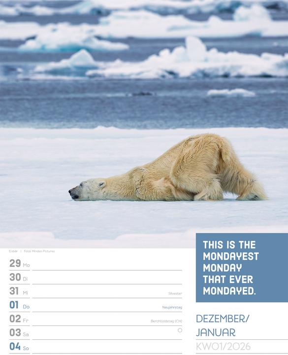 Actual product image Tierisch! Sprüchekalender - Wochenplaner Kalender 2026 (25 x 33 cm, Hardcover, German)