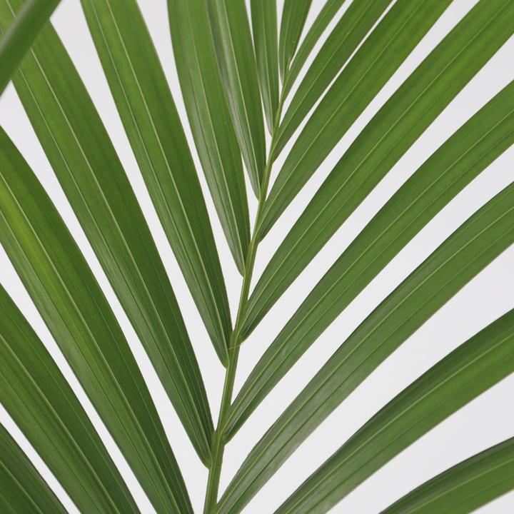 Produktbild Plant in a Box Howea forsteriana - Kentia Palme (130 cm)