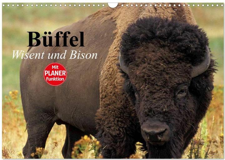 Actual product image Bffel. Wisent und Bison (Wandkalender 2025 DIN A3 quer), Monatskalender (A3, German)