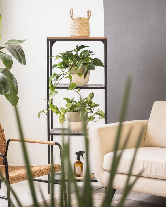 Produktbild feey Grosse Efeutute Marble Queen (35 cm, Frisch umgetopft)