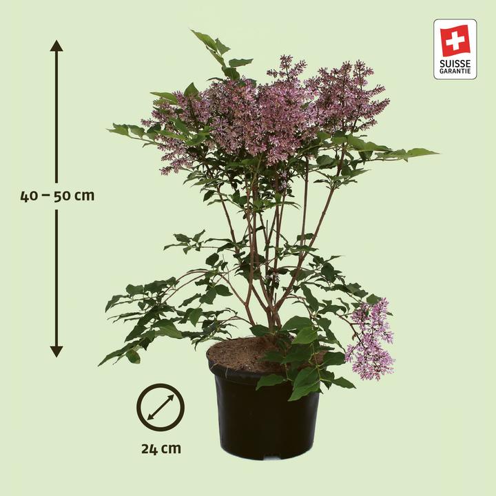 Produktbild Zulauf Koreanischer Flieder / Syringa patula 'Miss Kim' (50 cm)