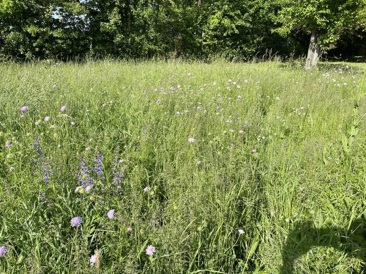 Immagine prodotto Juliwa-Hesa Blumenwiese für alle Böden (Semi di fiori)