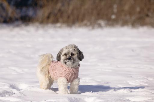 Produktbild Designed by Lotte Hundepullover Haida (28, Hundepullover)