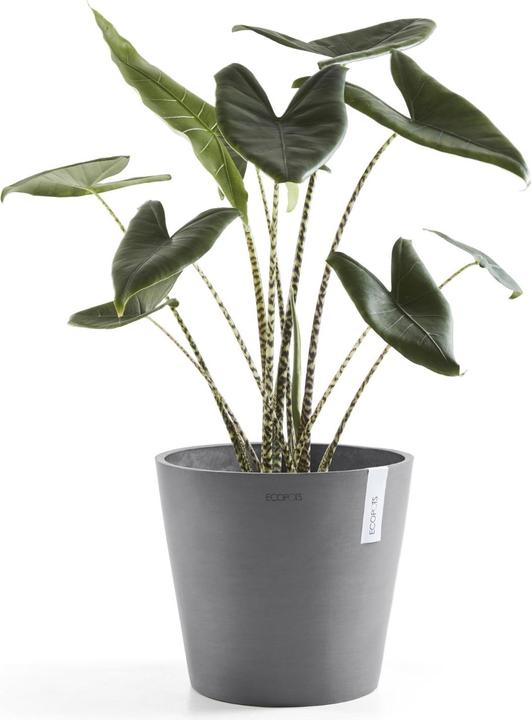 Produktbild Ecopots Amsterdam (40 cm)
