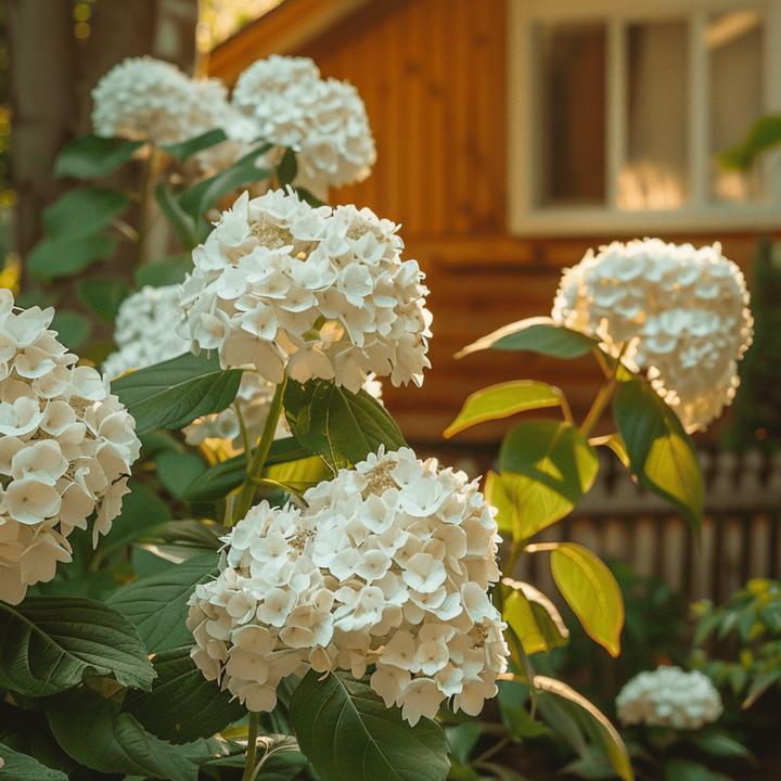 Image du produit Plant in a Box Hydrangea paniculata "Bobo" - Hortensia (25 cm)