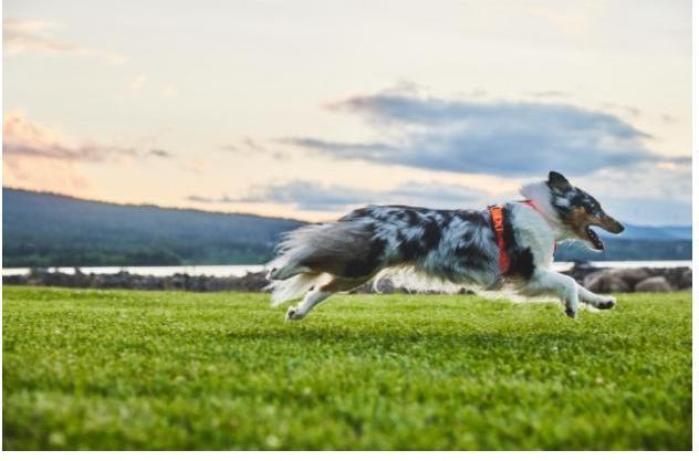 Image du produit Non-Stop Dogwear Harnais de ligne 5.0 Orange 8 (8, Chien, Général)