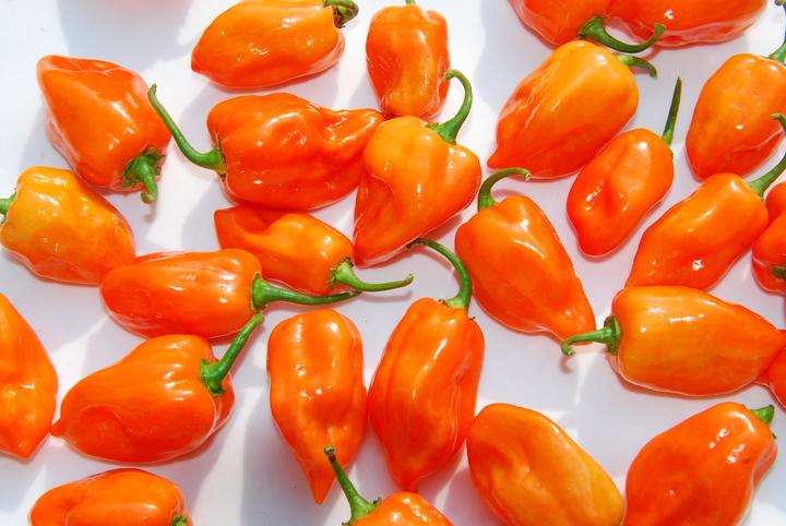 Produktbild Zollinger Bio Chili, Habanero (Gemüsesamen)