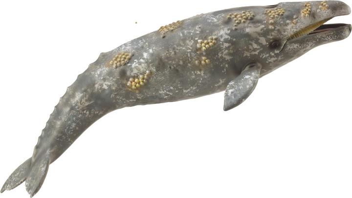 Image du produit Collecta Baleine grise, 88836