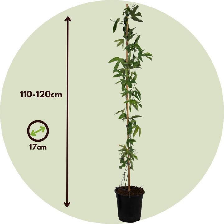 Actual product image Plant in a Box Passiflora x violacea 'Victoria' - Passion flower (110 cm)