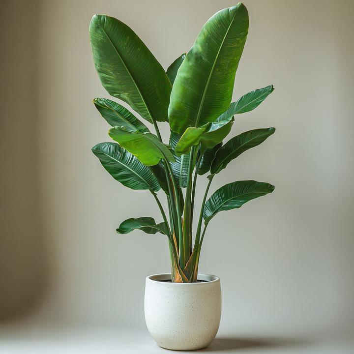 Produktbild Plant in a Box Strelitzia Nicolai - Paradiesvogelblume (110 cm)