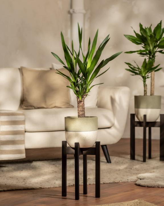 Actual product image feey Yucca (70 cm, Freshly repotted)