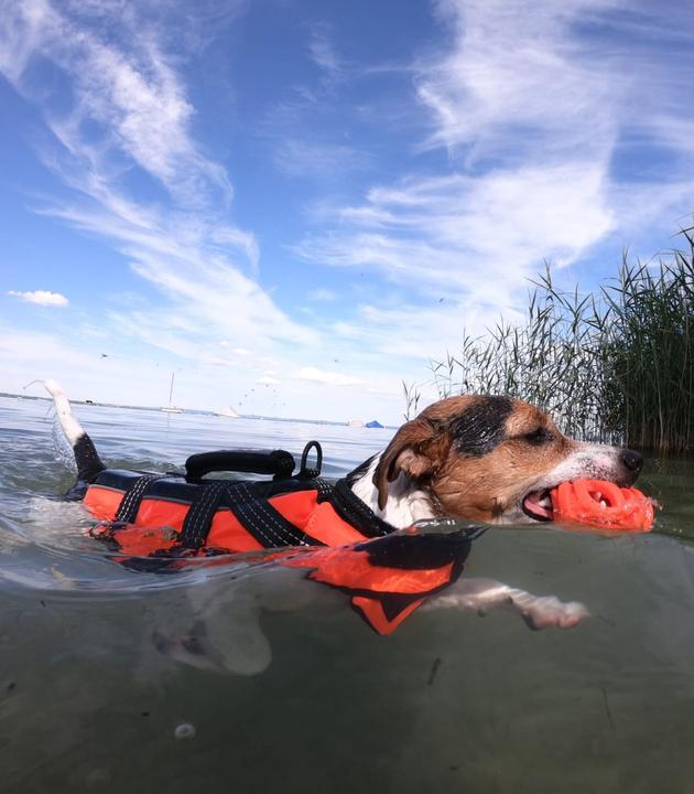 Immagine prodotto Rukka Gilet di sicurezza (S, Gilet per cani)