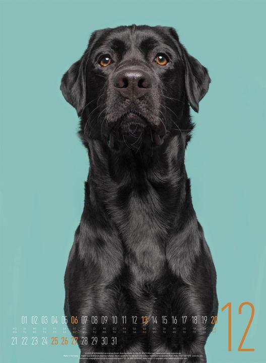 Actual product image Frei Schnauze - Kalender 2026 (33 x 45 cm, Hardcover, English, German)