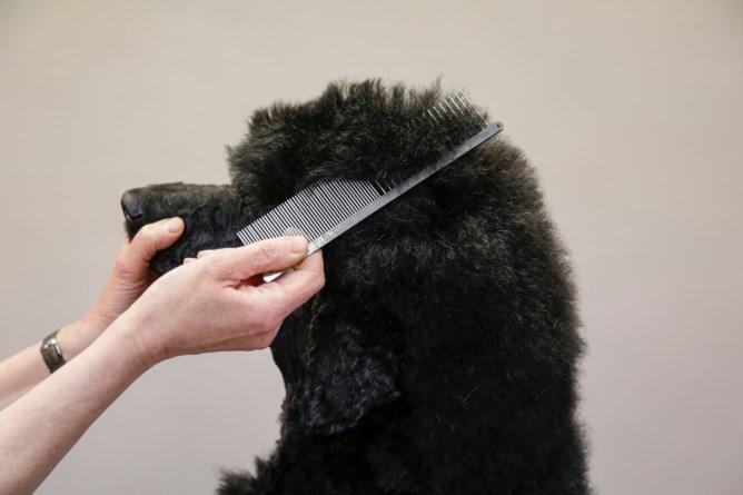 Immagine prodotto Kerbl Pettine di pelliccia (Gatto, Cane)