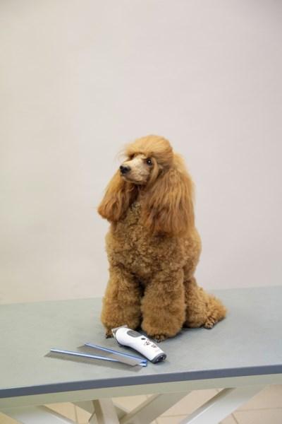 Immagine prodotto Kerbl Pettine di pelliccia (Gatto, Cane)