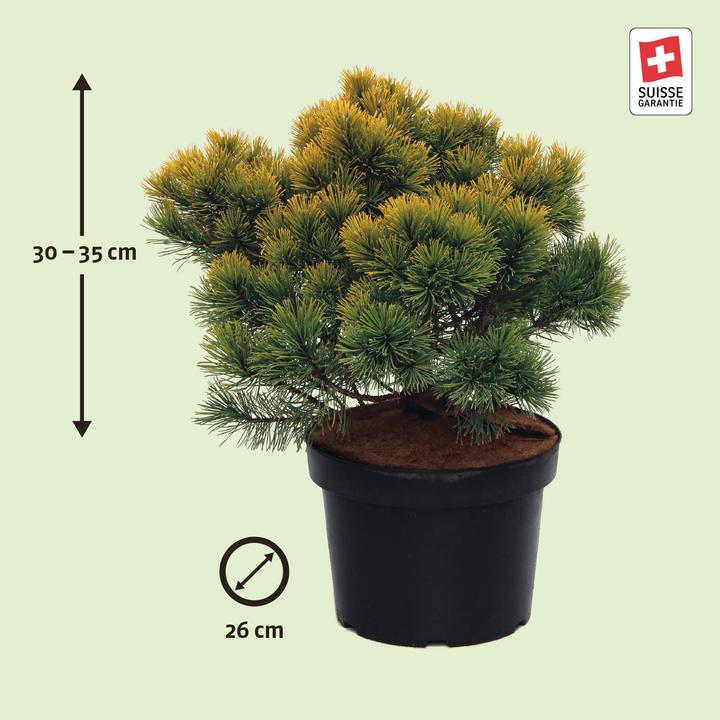 Immagine prodotto Zulauf Zwerg-Berg-Föhre / Pinus mugo 'Winter Gold' (35 cm)